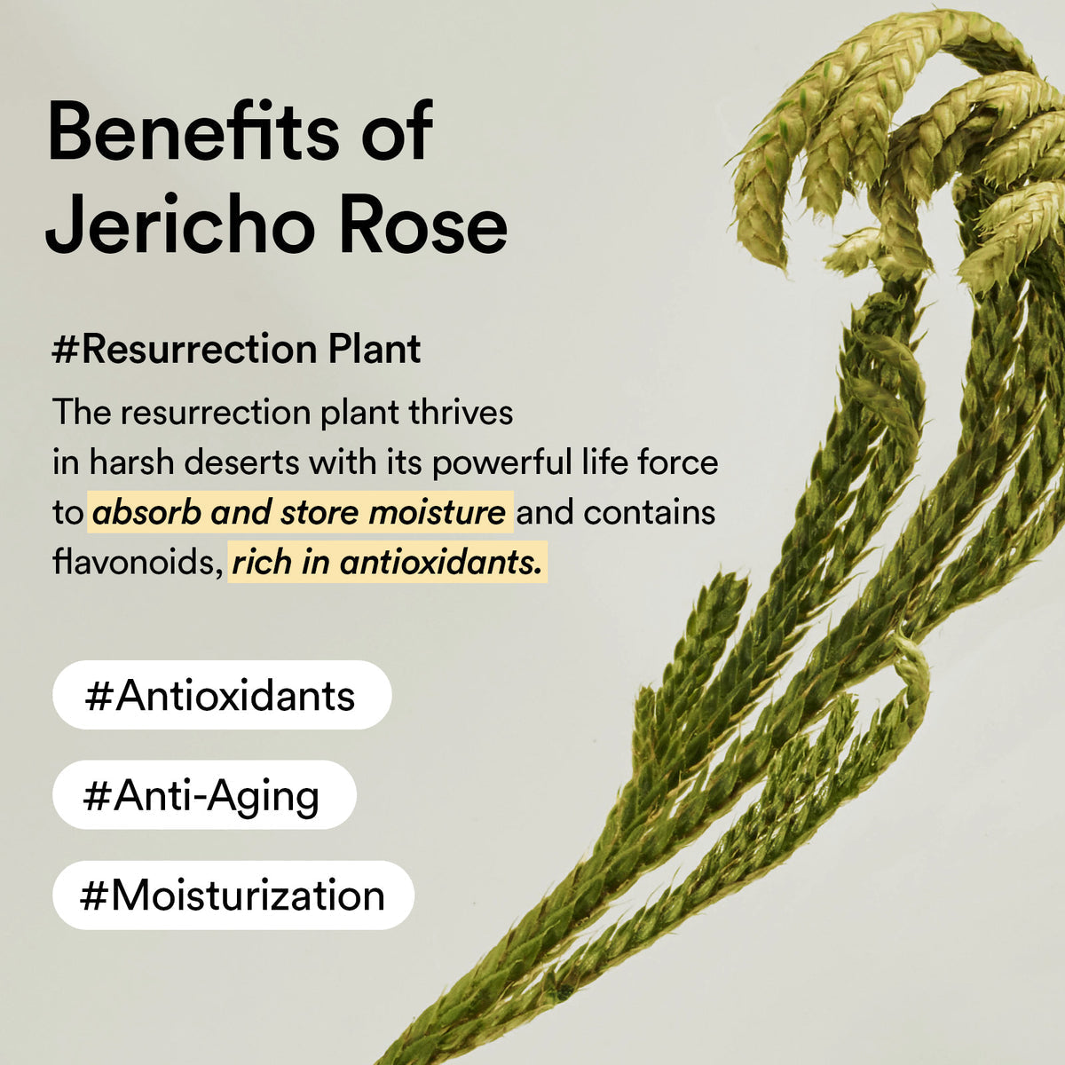 Abib - Collagen Eye Crème Jericho Rose Tube